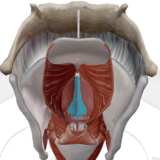Syndrome d'adduction des cordes vocales